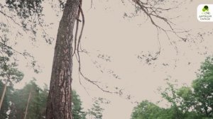 Памятник природы "Сосновые леса на дюнах"