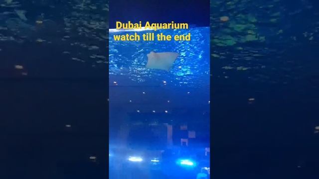 Dubai Aquarium  Dubai zoo