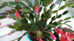 Чудо декабрист. Был розовым, стал красным. Секретик?