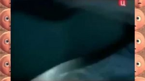 Касатки спасают людей от акул