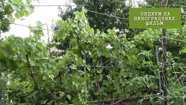 ВИНОГРАДНИК ЛЕТНЯЯ ОБРЕЗКА ИЛИ ОБЛОМКА ЛОЗ ДЛЯ ЧЕГО ЭТО? смотреть онлайн