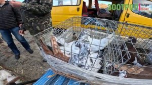 Умань ярмарка голубей и декоративной птицы. Голуби. Кролики. Павлины. Попугаи. Pigeons. #зоотроп