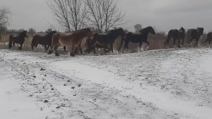 СГН48 Кони Зима 2021