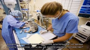 Как ведет себя собака после стерилизации и кастрации? Стоит ли кастрировать или стерилизовать соба.