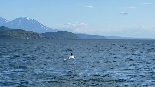 Камчатка: медведи, лисы, киты, косатки, нерпы, сивучи, океан, вулканы смотреть онлайн