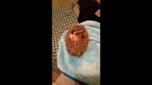 Лучшие приколы с Ёжиками / Ёжик / Смешная подборка #смешное видео #Ёжик #ёжики