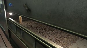 В карельских лесах продолжается сбор сосновых и еловых шишек