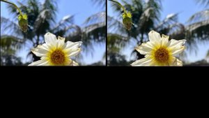 Poco F5 VS Samsung Galaxy S21 FE Camera Comparison | Poco F5 Camera Review | galaxy s21 fe review