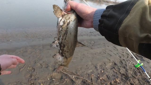 ДОНКИ. ВЕСЕННЯЯ РЫБАЛКА НА ДОНКИ С БЕРЕГА. ЛОВЛЯ КРУПНОЙ КРАСНОПЕРКИ