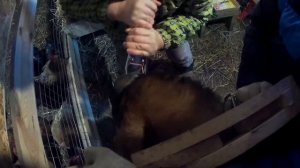 Удаляю костяные наросты у КОЗ//Обезроживание  и стрижка копыт.