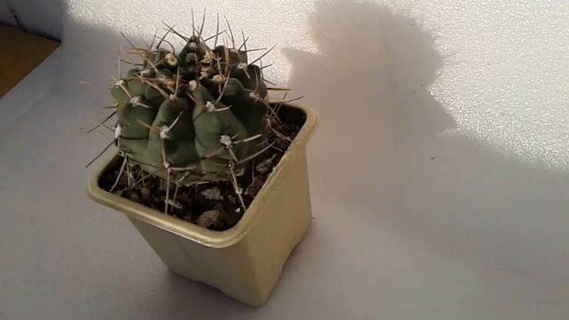 Кактус Gymnocalycium schroederianum paucicostatum смотреть онлайн