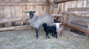 помесь романовской овцы и курдючного барана