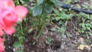 Розы в сентябре\октябре? Это важно! Чистим низ куста. Листья, мульча, зола.