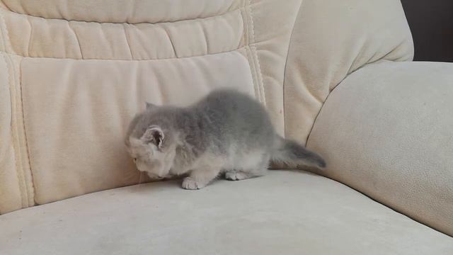 котенок голубое золото Carand'ache Fanta