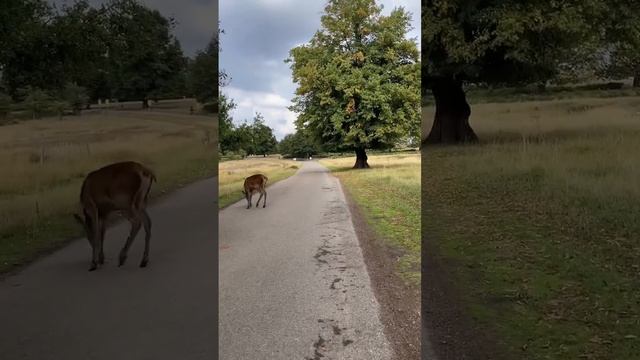 Richmond park, London #жизньвлондоне#жизньванглии#richmond#richmondpark#deer#londonwalk#лондон