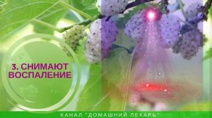 Чай из листьев шелковицы: при диабете, для похудения, от холестерина - Домашний лекарь - выпуск №77