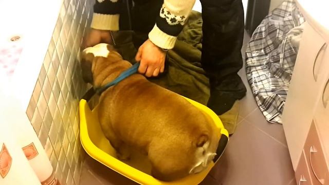 Английский бульдог Лиза учится мыть лапы смотреть онлайн