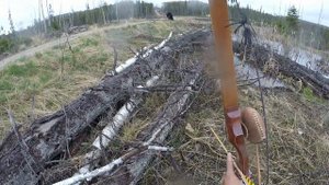 Медведь напал на мужика. С луком на медведя (США) Весна 2017 года -