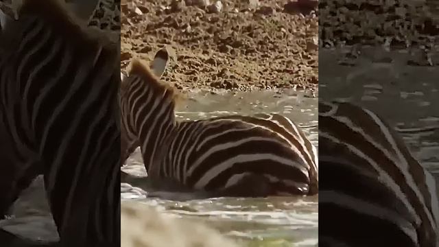 Зебра бьёт Крокодила в самое больное место. #animal смотреть онлайн