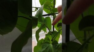 маракуйя пассифлора съедобная гэлакси. на подоконнике дома в квартире. пересадка. страстоцвет, лиан