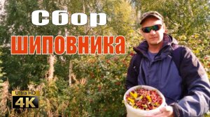 Сбор шиповника в сентябре