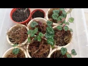 Уход за рассадой альпийской фиалки