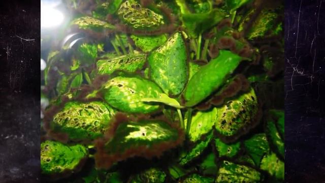 ПАРАЗИТЫ В ТЕЛЕ ЧЕЛОВЕКА смотреть онлайн