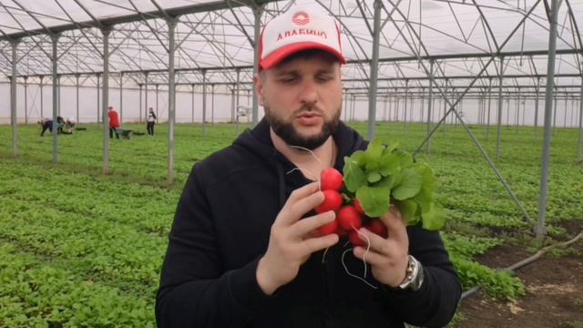 ВЫРАСТИЛИ РЕДИС СЕЛЕСТА! Готовим наш урожай к отправке! смотреть онлайн