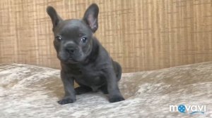 Французский бульдог Чиро скоро увидит своих родителей ! French Bulldog blue