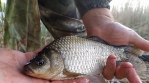 ЛУЧШАЯ РЫБАЛКА 2021! БЕШЕННЫЙ КЛЕВ КАРАСЯ.СУПЕР УЛОВИСТАЯ СНАСТЬ.ВЕСНА РАДУЕТ.