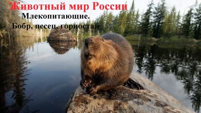 Млекопитающие Бобр, песец, горностай
