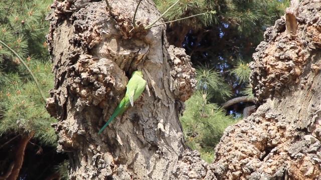 Ожереловый попугай Крамера (Psittacula krameri) в Баку смотреть онлайн