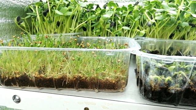 ?????КАК ВЫРАСТИТЬ МИКРОЗЕЛЕНЬ КИНЗЫ/КОРИАНДРА. НЕ РАСТЕТ КИНЗА? смотреть онлайн