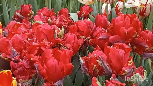 Выставка цветов "Репетиция Весны" в Аптекарском огороде  Москвы#обзор #цветоводство #выставкацветов