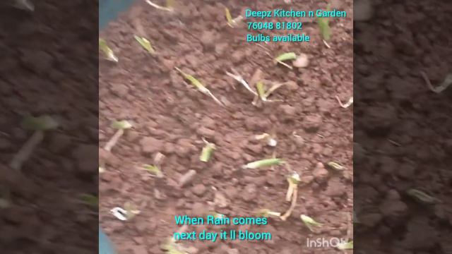 How to grow Rain Lilly from bulbs    மழ லலல வளரபபத எபபட