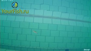 Блесна Williams Wabler