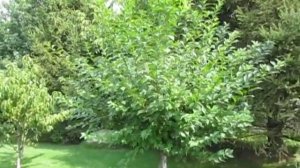 МИНДАЛЬ. Как обрезать декоративный миндаль.