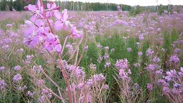 Удивительные и красивые места на земле. Лесостепи Барабы