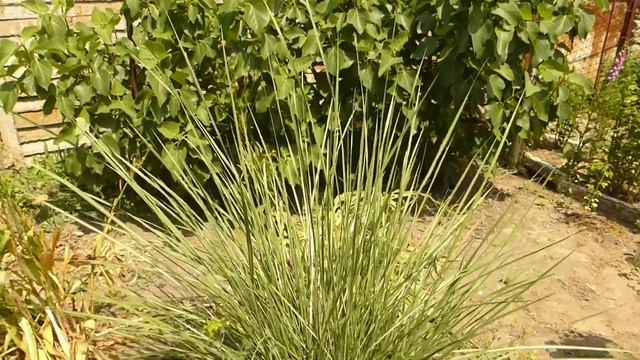 Пампасная трава.Злак. смотреть онлайн