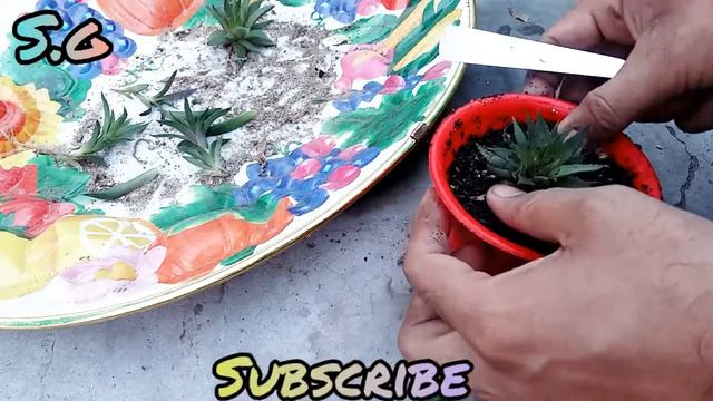 Haworthia chloracantha succulent plant propagation смотреть онлайн