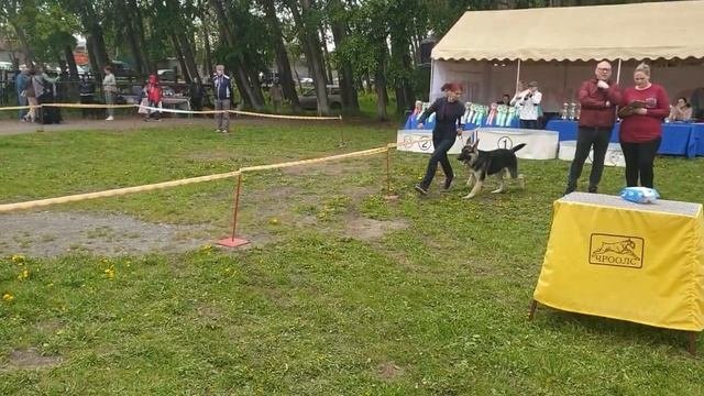 МОНО ВЕО Челябинск 28.05.2022 кобели щенки