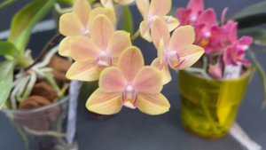 Phal.Tying shin smart. Miki sand 1363. Ароматные орхидеи