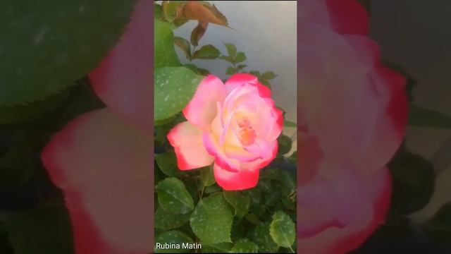 CHERRY PARFAIT ROSE | ONE OF THE MOST BEAUTIFUL PINK ROSES | GULAB KA PHOOL | RM GARDEN