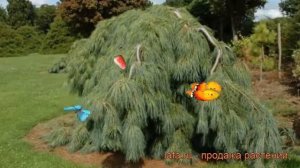Сосна веймутова Пендула (pinus strobus pendula) ? Пендула обзор: как сажать, саженцы сосны Пендула
