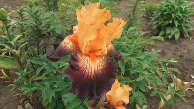 Уход за ирисами после цветения смотреть онлайн