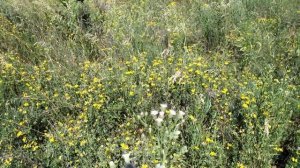 Полевые цветы в июле 2022