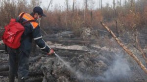 Почему горят леса в России