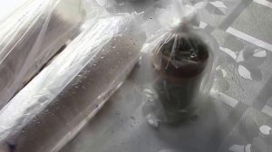 Как растёт рассада посаженная в бутылке и в бумаге
