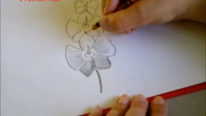 Рисуем орхидею. Рисуем цветы. Уроки рисования. Просто