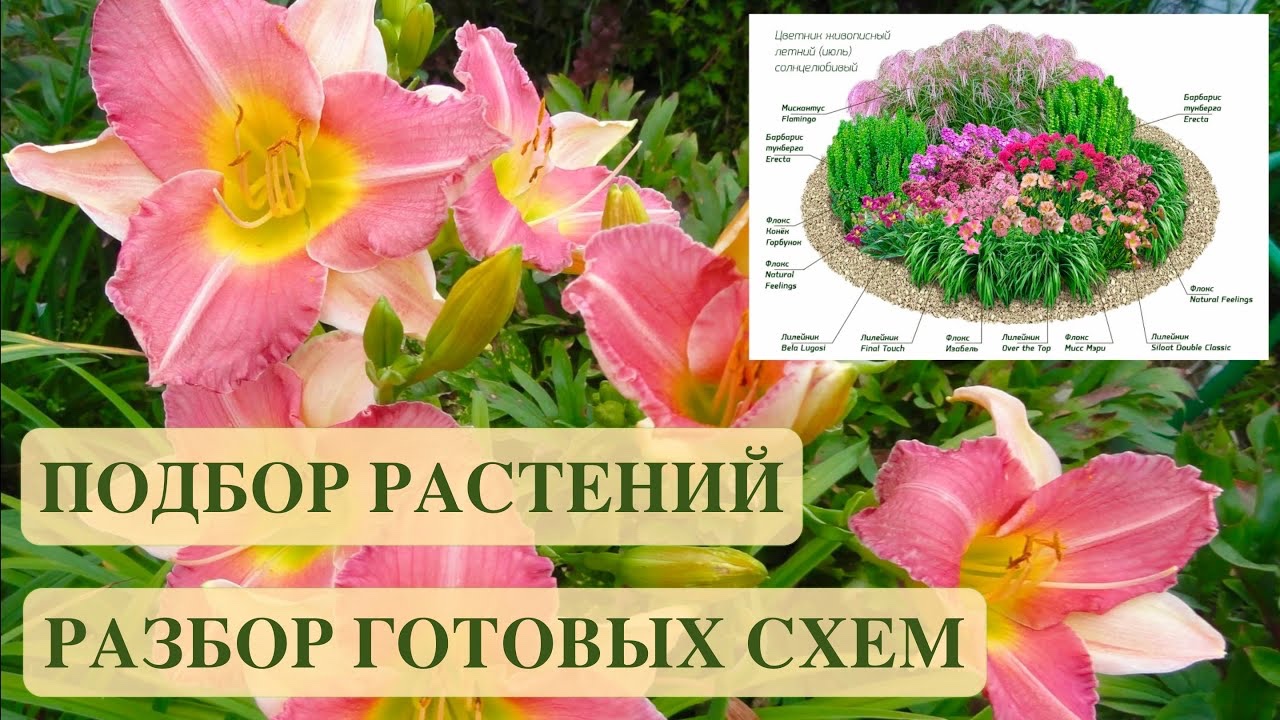 ПОДБОР РАСТЕНИЙ. РАЗБОР СХЕМ САДОВЫХ КОМПОЗИЦИЙ. Garden Compositions. Landscape Design.